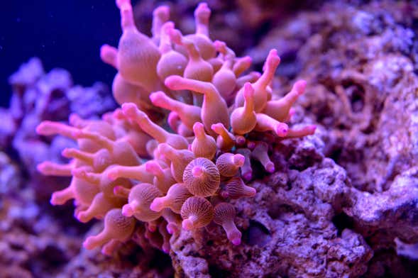 Biglietti per il SEA LIFE® Munich